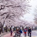 Du học Hàn Quốc - đến với xứ sở Kim chi xinh đẹp