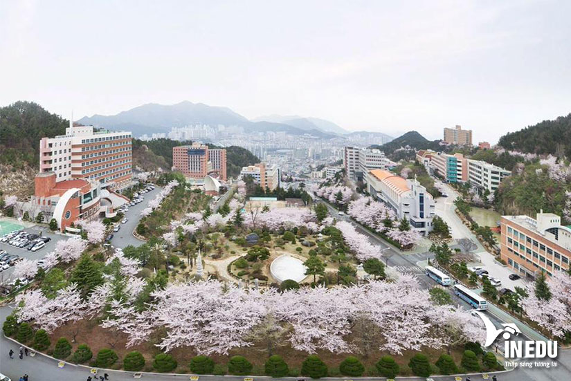 Du học Hàn Quốc trường đại học Dongeui - trường tư thục hàng đầu tại Busan